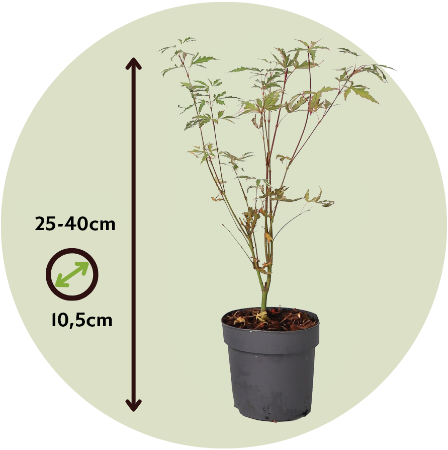 Arce Japonés - 4 Pzs - Acer Palmatum 'butterfly' - Altura 25-40cm - ⌀105cm_2