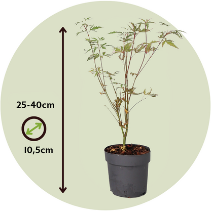 Arce Japonés - Acer Palmatum 'butterfly' - Altura 25-40cm - ⌀105cm_2