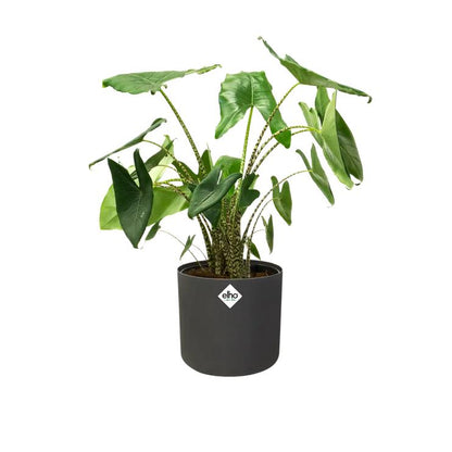 B. para vaso redondo macio Elho Antracite 16 cm