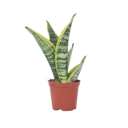 Lengua De Suegra - Sanseviera Trifasciata 'futura Superba' - A35-40cm - ⌀12cm_0