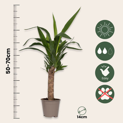 Mezcla De Palmeras - 3 Pzs - Indoor Palmmix - Altura 50-70cm - ⌀14cm_2