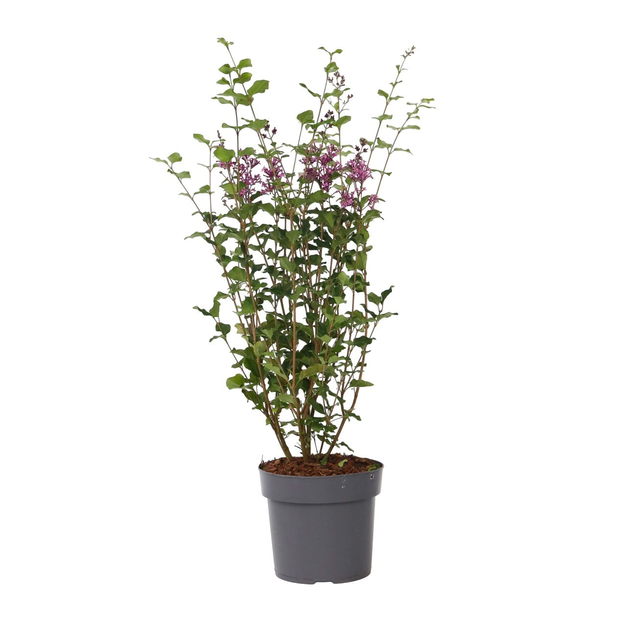 Lila - Syringa 'bloomerang' - Altura 55-65cm - ⌀19cm_0