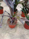 Bromelia Sp6 Plantas Para Terrários E Jardins