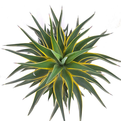 Agave Desmettiana Variegata T30 80cm_1