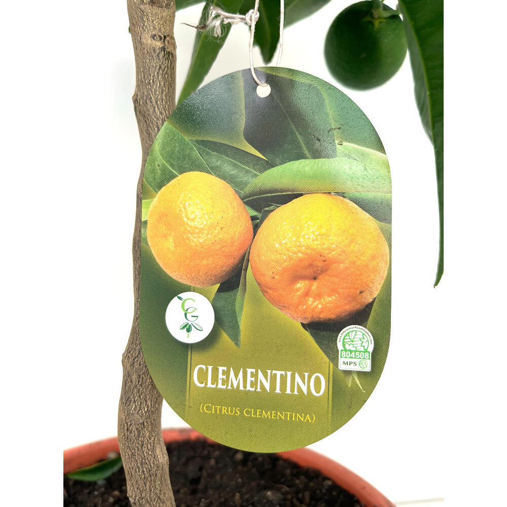 Mandarino Clementina Clemenules M21 90cm_1