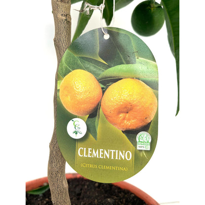 Mandarino Clementina Clemenules M21 90cm_2