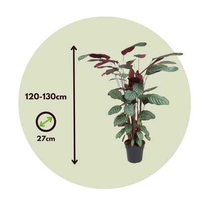 Planta Pavo Real - Calathea 'oppenheimiana' - Altura 120-130cm - ⌀27cm_2