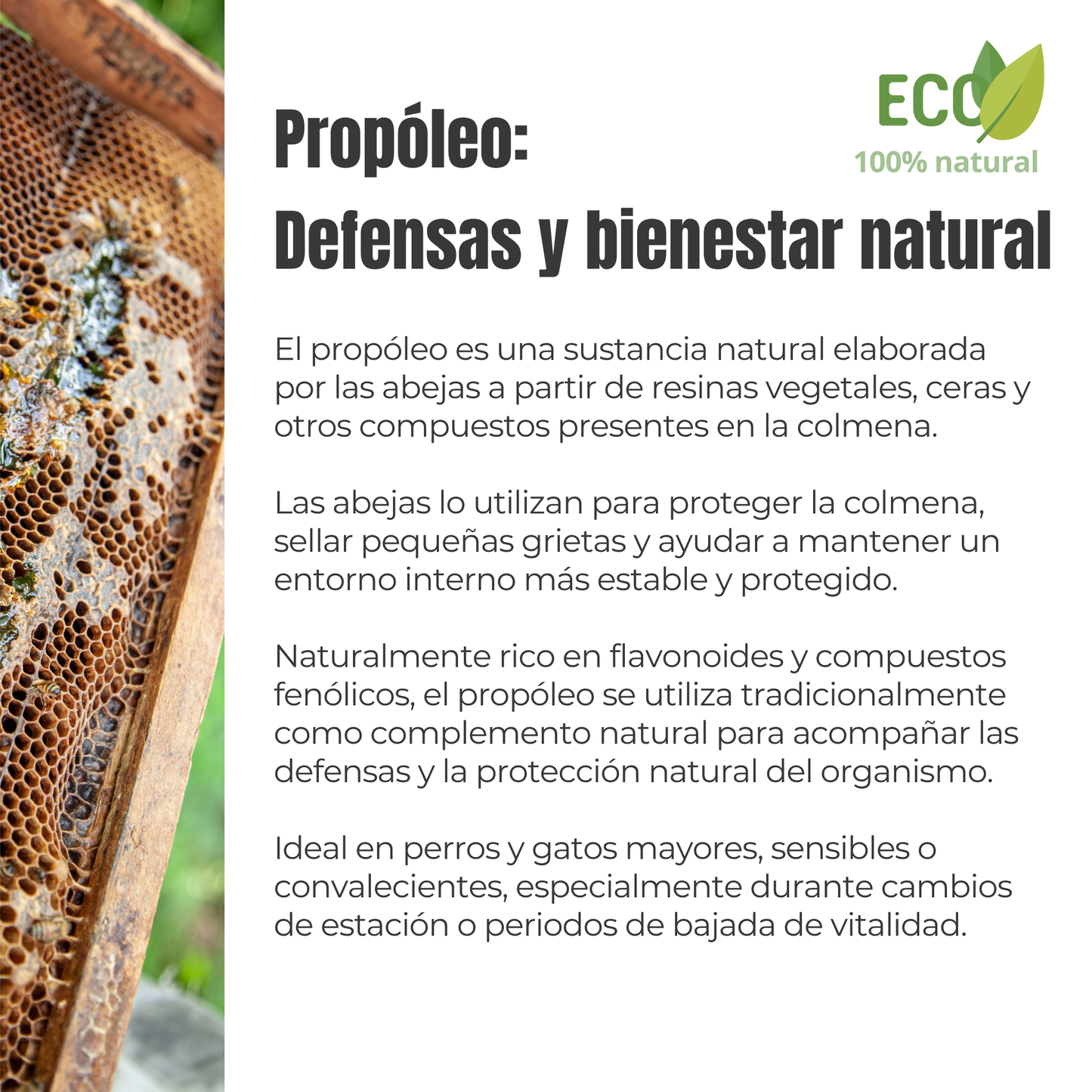 Propóleo ECO para perros y gatos – Defensas naturales – 100 g_2