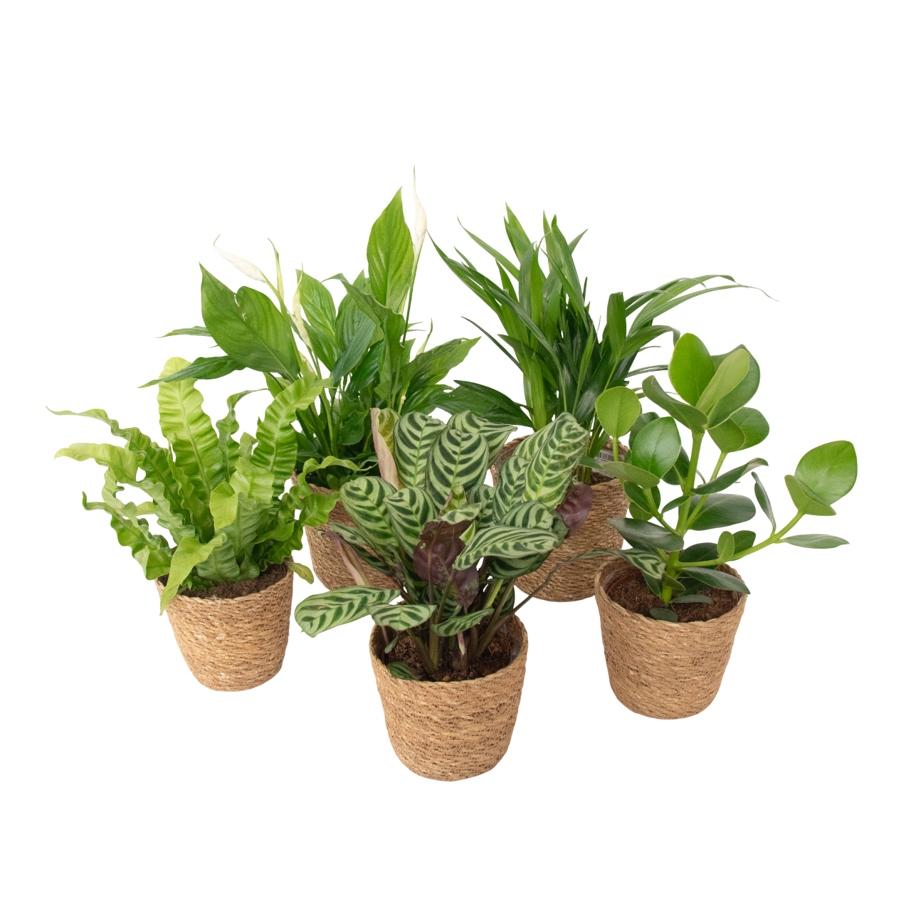 Mezcla Purificadora De Aire - 5 Pzs - Incluye Cesta - Altura 25-40cm - ⌀12cm_0