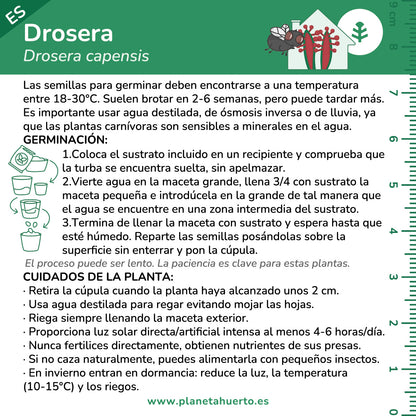 Kit de autocultivo para a planta carnívora Drosera Planeta Huerto