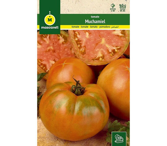 Semillas Tomate Muchamiel_0