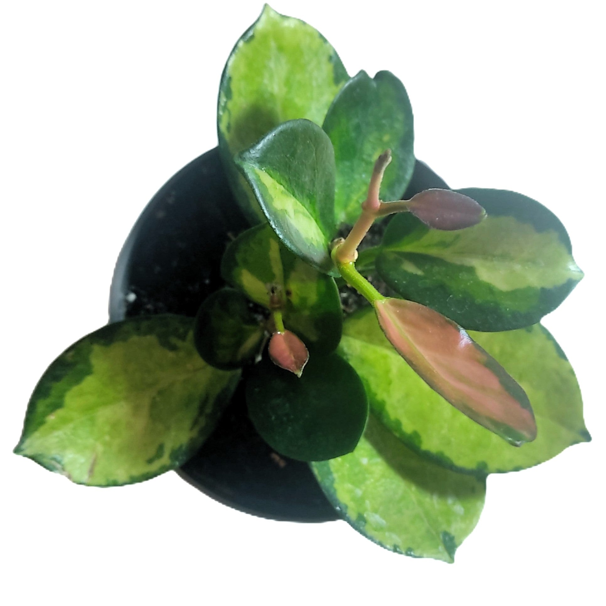 Hoya Australis 'lisa'; Planta Flor De Cera; Curiosarium; Maceta 10,5 Cm Diámetro_0