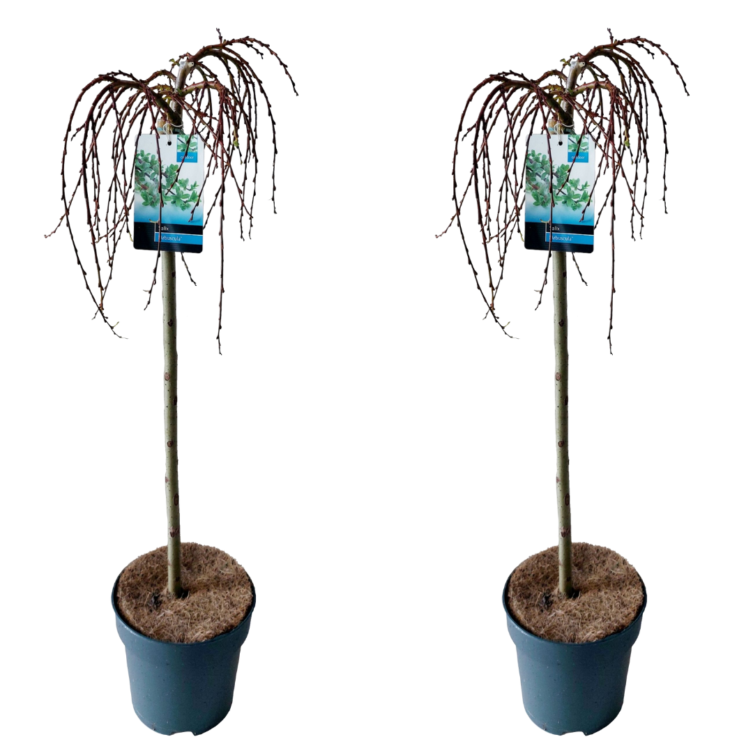 Sauce Arbustivo - 2 Pzs - Salix Arbuscula - Altura 80-90cm - ⌀19cm_0