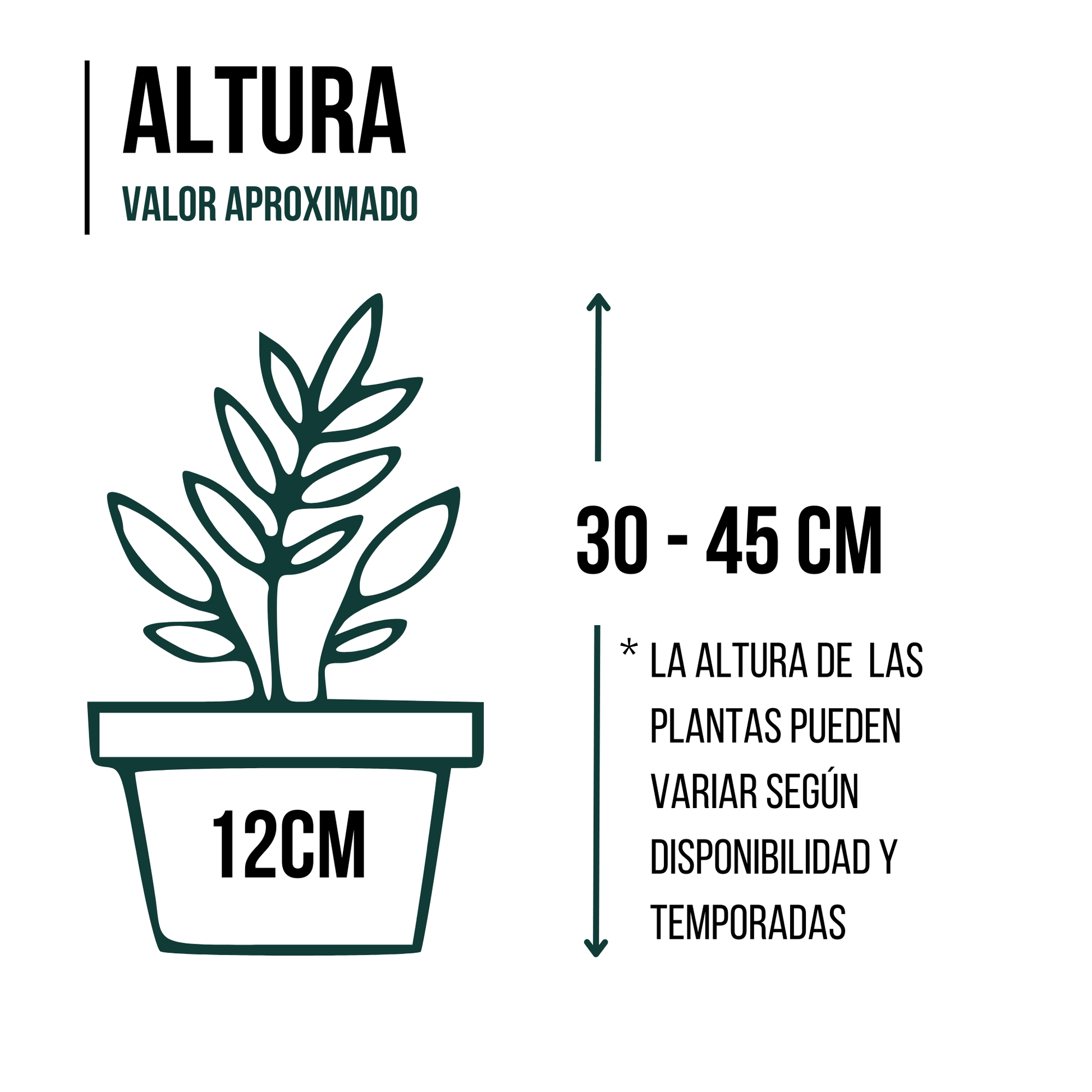 SMPLY | Pack 7 Plantas Interior: Areca, Maranta, Chamaedorea, Dracaena, Helecho, Pachira y Pilea_1