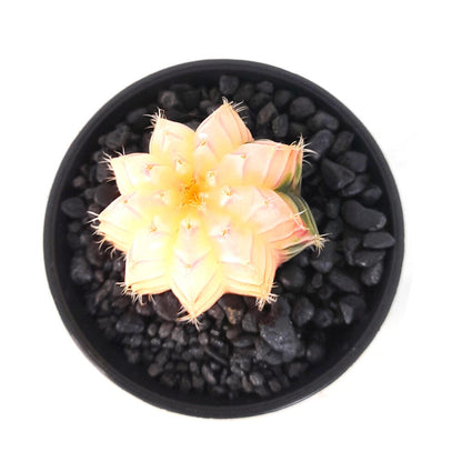 Gymnocalycium Variegata M6_2