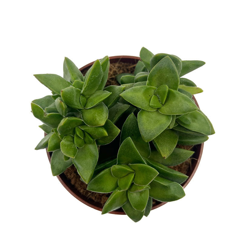 Crassula Springtime Cactus Y Suculentas M8,5 cm Ø_1