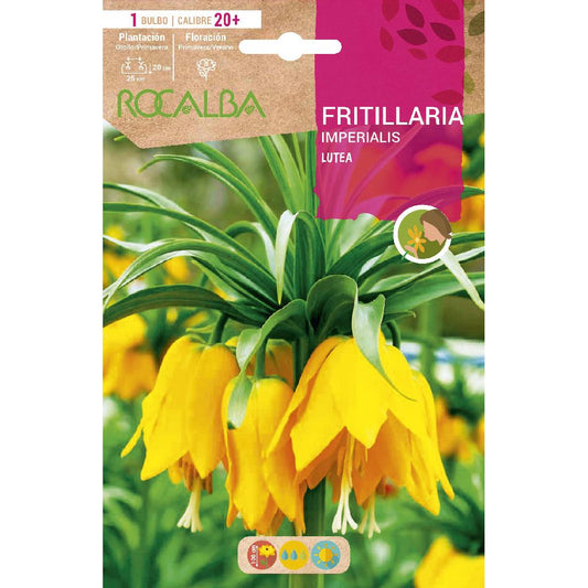 Frittilaria Imperialis Lutea bolbo amarelo 1 unidade Rocalba