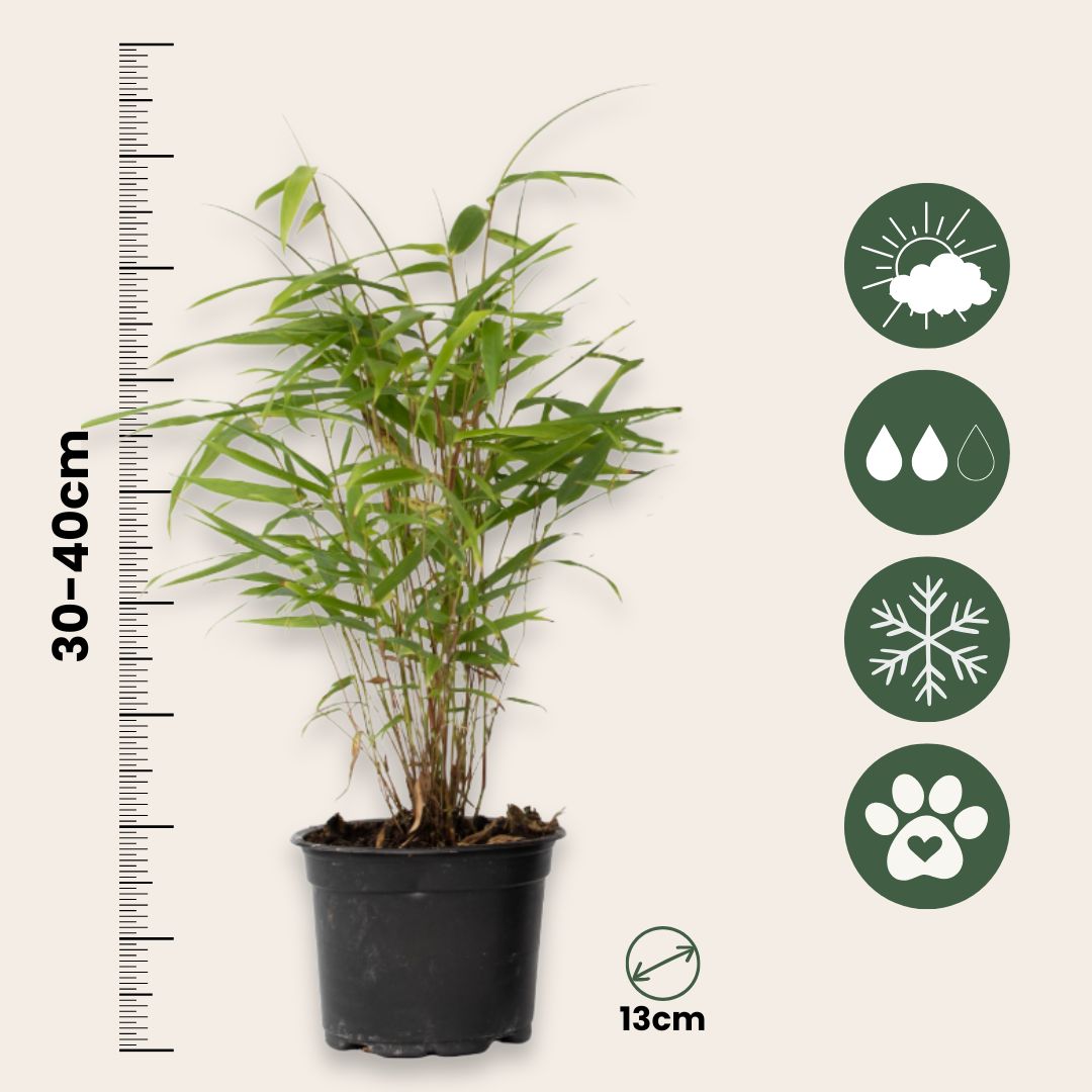Bambú - 6 Pzs - Fargesia Papyrifera 'grex' - Altura 30-40cm - ⌀13cm_2