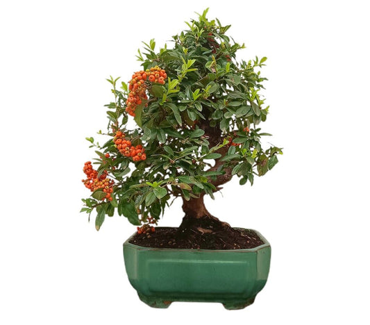Bonsái Pyracantha 17 Años (espino De Fuego)_0