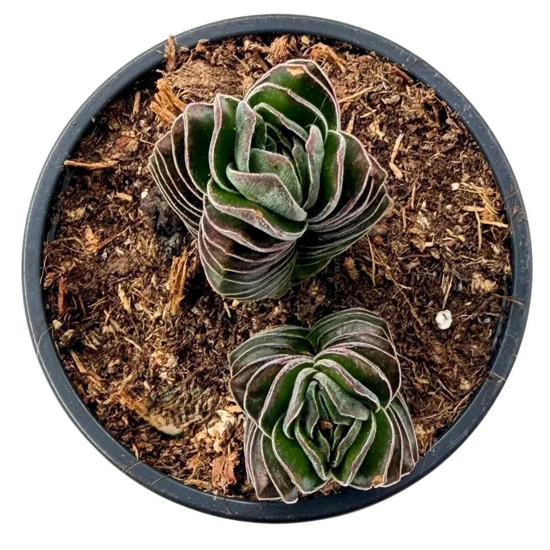 Crassula ‘buddha’s Temple’ (crásula Templo De Buda); Planta Suculenta De Colección; Curiosarium; Diámetro Maceta 9 Cm_1