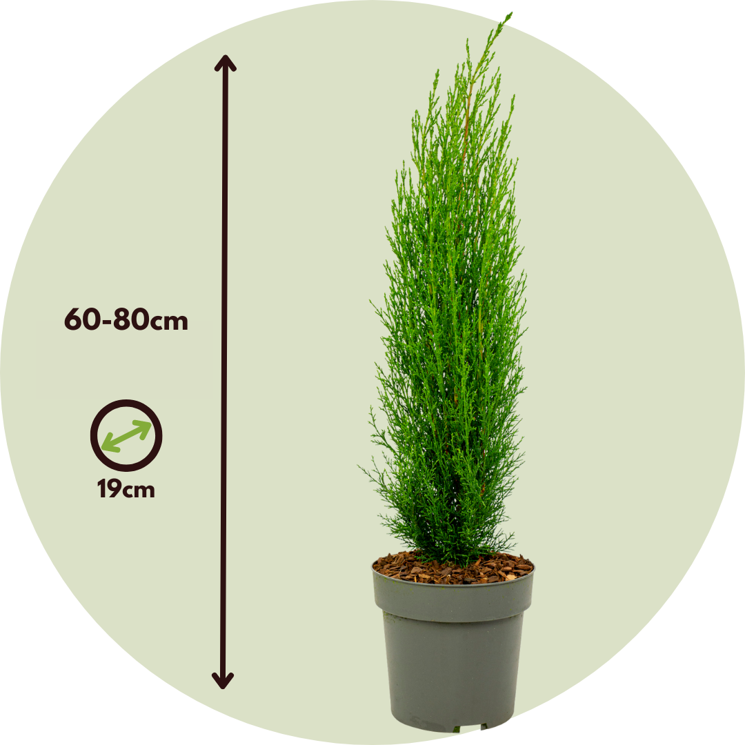 Ciprés Italiano - 2 Pzs - Cupressus Sempervirens 'totem' - A60-80cm - ⌀19cm_2