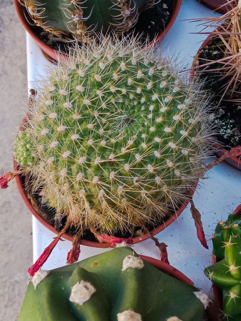 Mammillaria Pringlei Cactus Ø5 Cm_0