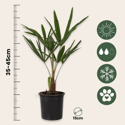 Palma De China - 4 Pzs - Trachycarpus Fortunei - Altura 35-45cm - ⌀15cm_2
