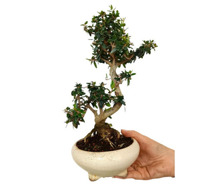 Bonsái Olivo 9 Años Sylvestris (acebuche)_1