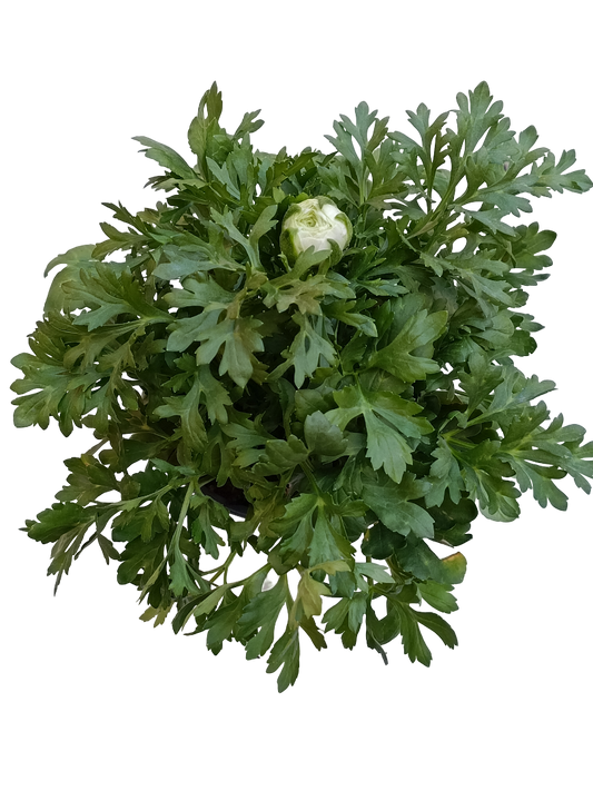 Planta Ranunculo Ø14 De Flor Blanca_0
