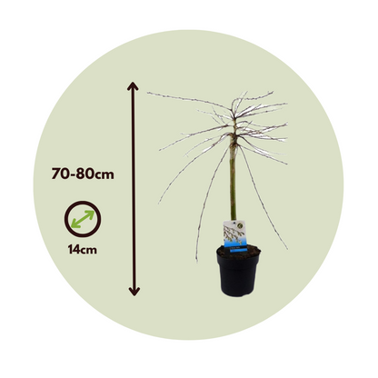 Sauce Arbustivo - 4 Pzs - Salix Repens 'iona' - Altura 70-80cm - ⌀14cm_2