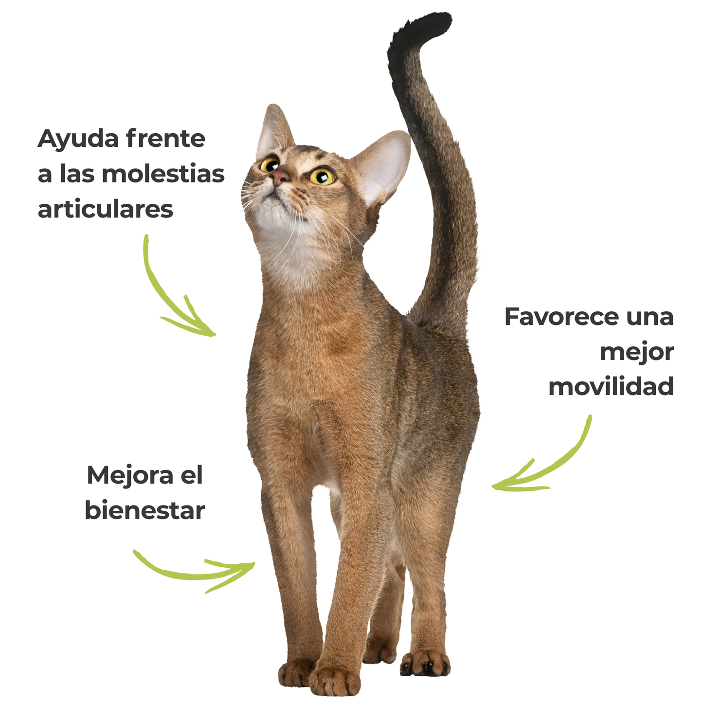 Harpagofito ECO para perros y gatos – Confort articular – 100 g_3
