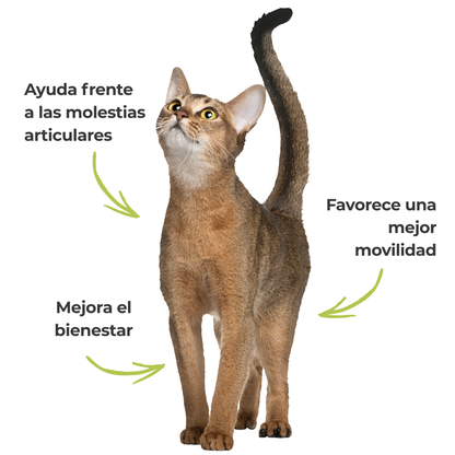 Harpagofito ECO para perros y gatos – Confort articular – 100 g_3
