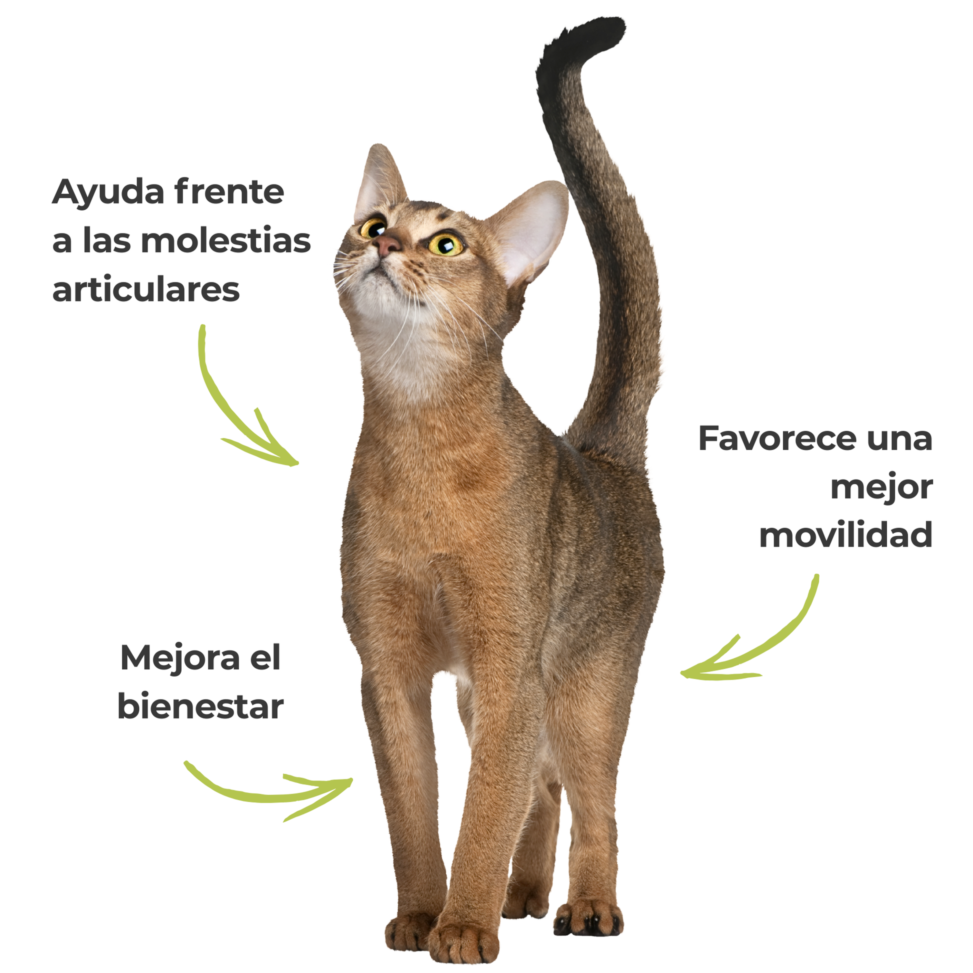 Suplemento natural para el confort articular de perros y gatos – Harpagofito ECO 100 g_3