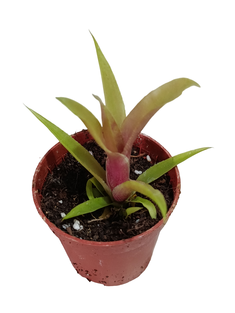 Neoregelia Iris Mini Ø5 Bromelia Terrarios Planta Natural_0