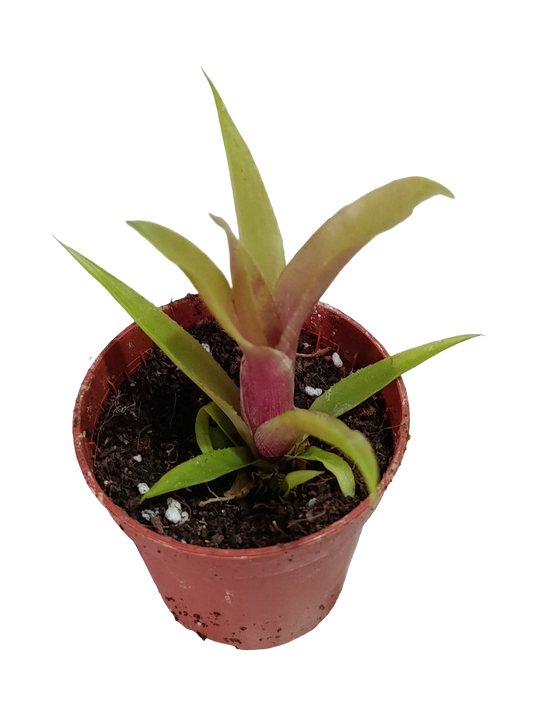 Neoregelia Iris Mini Ø5 Bromelia Terrarios Planta Natural_0
