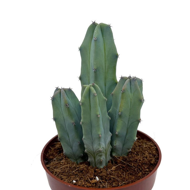 Myrtillocactus-geometrizans Cactus Y Suculentas M8,5 cm Ø_0