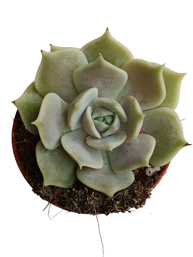 Echeveria Lola 5 Cm Planta Suculenta Plantas Sol_0