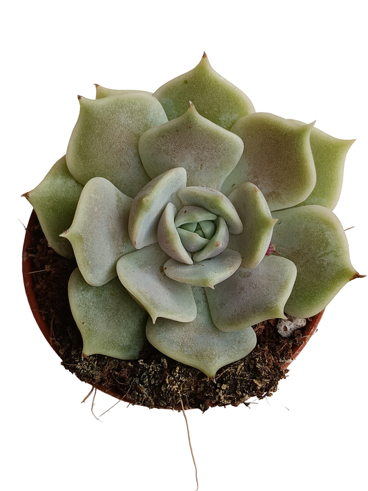 Echeveria Lola 5 Cm Planta Suculenta Plantas Sol_0