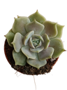 Echeveria Lola 5 Cm Planta Suculenta Plantas De Sol