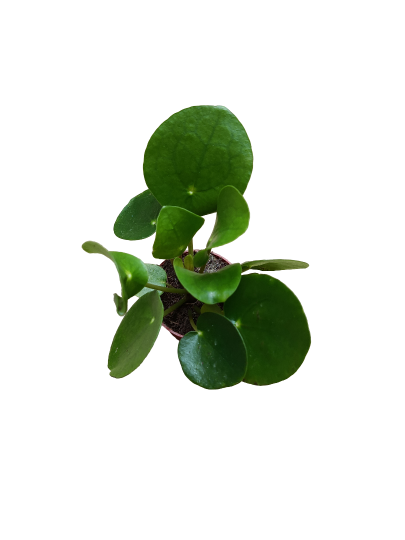 Pilea Peperomia Planta China Suerte Ø5 Cm Mini_0