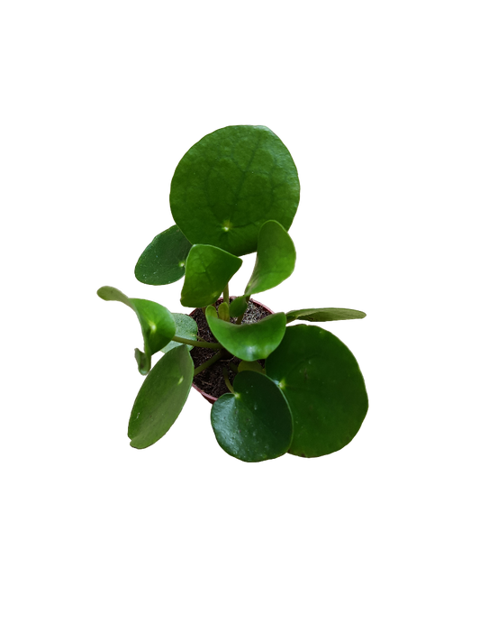 Pilea Peperomia Planta China Suerte Ø5 Cm Mini_0