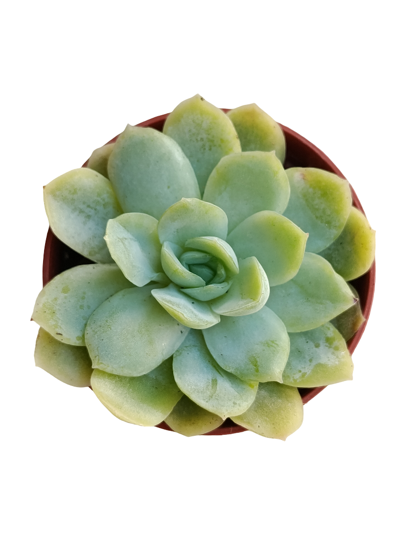 Echeveria Gilva X Laui Ø5 Planta Suculenta Natural_0