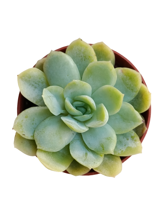 Echeveria Gilva X Laui Ø5 Planta Suculenta Natural_0