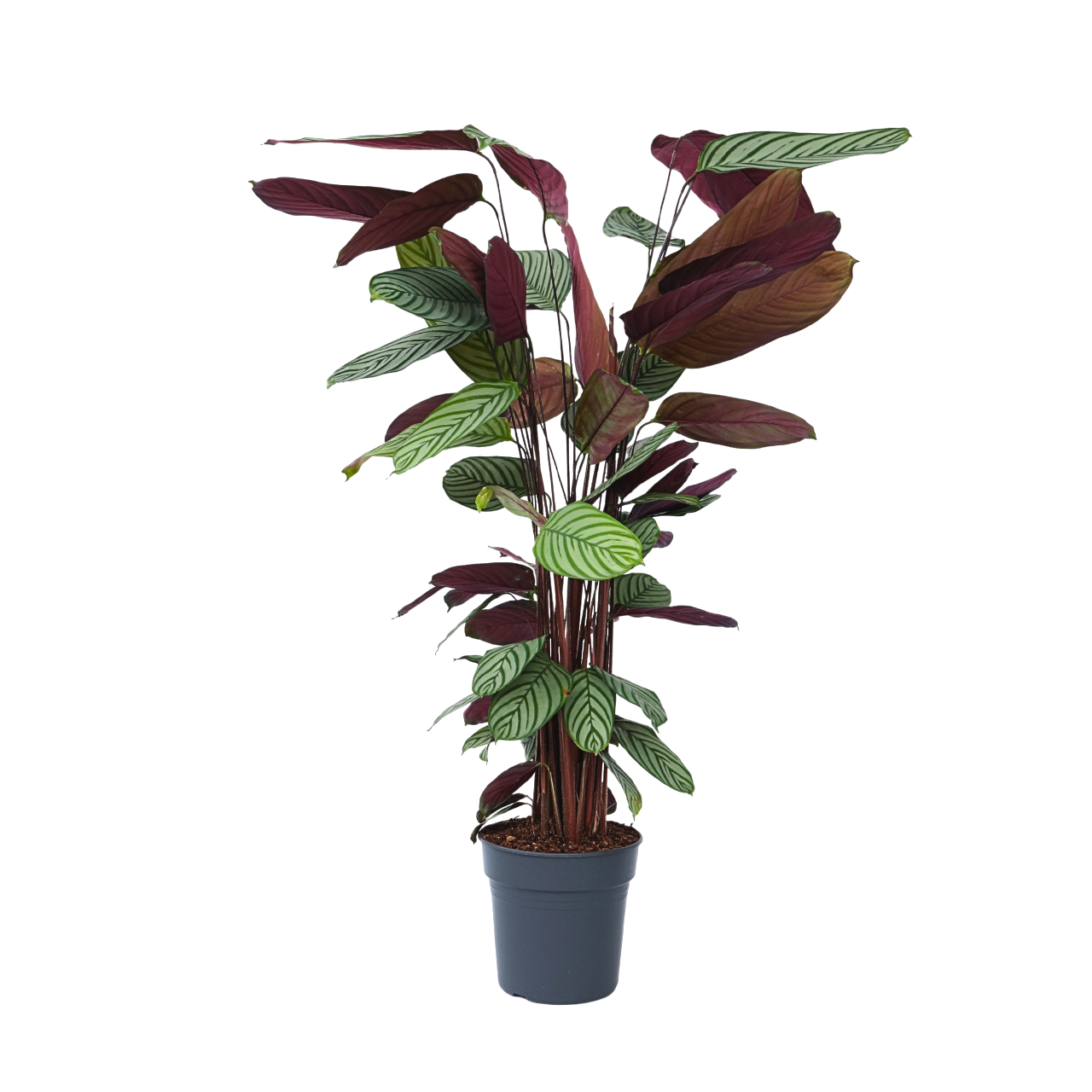 Planta Pavo Real - Calathea 'oppenheimiana' - Altura 120-130cm - ⌀27cm_0