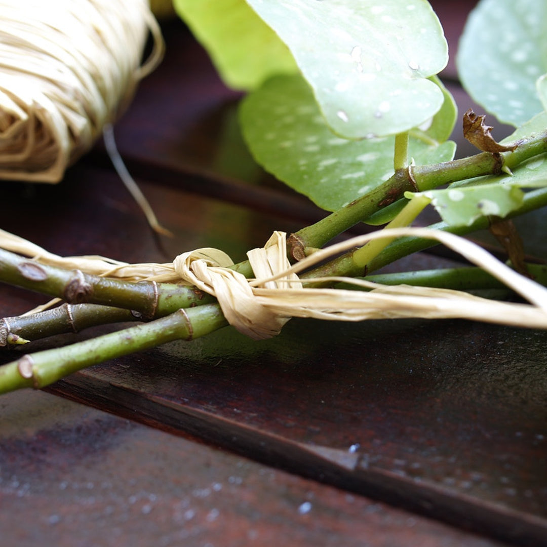 Raphia Natural 50 Gr Nortene_2