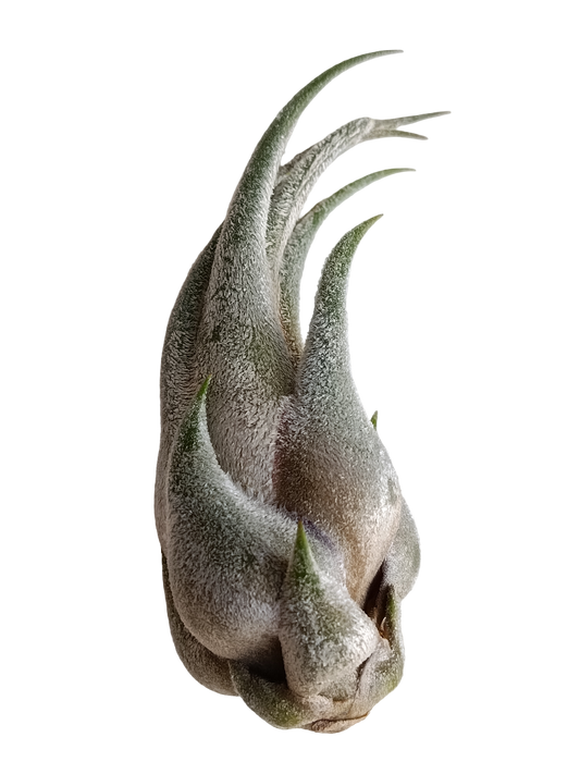 Tillandsia Seleriana Mini Planta Natural Clavel Del Aire 5-7 Cms_0