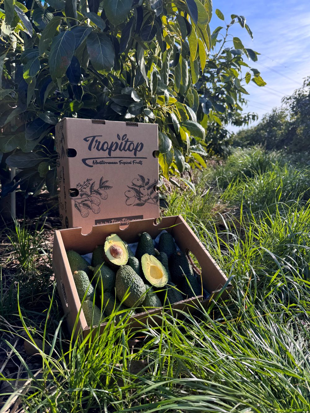 Aguacates Hass Ecológico De Temporada Tropitop 2kg_3