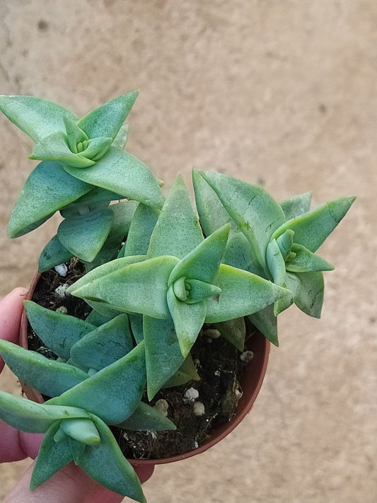 Crassula Perforata Penhoek Pass Planta Suculenta Ø_0