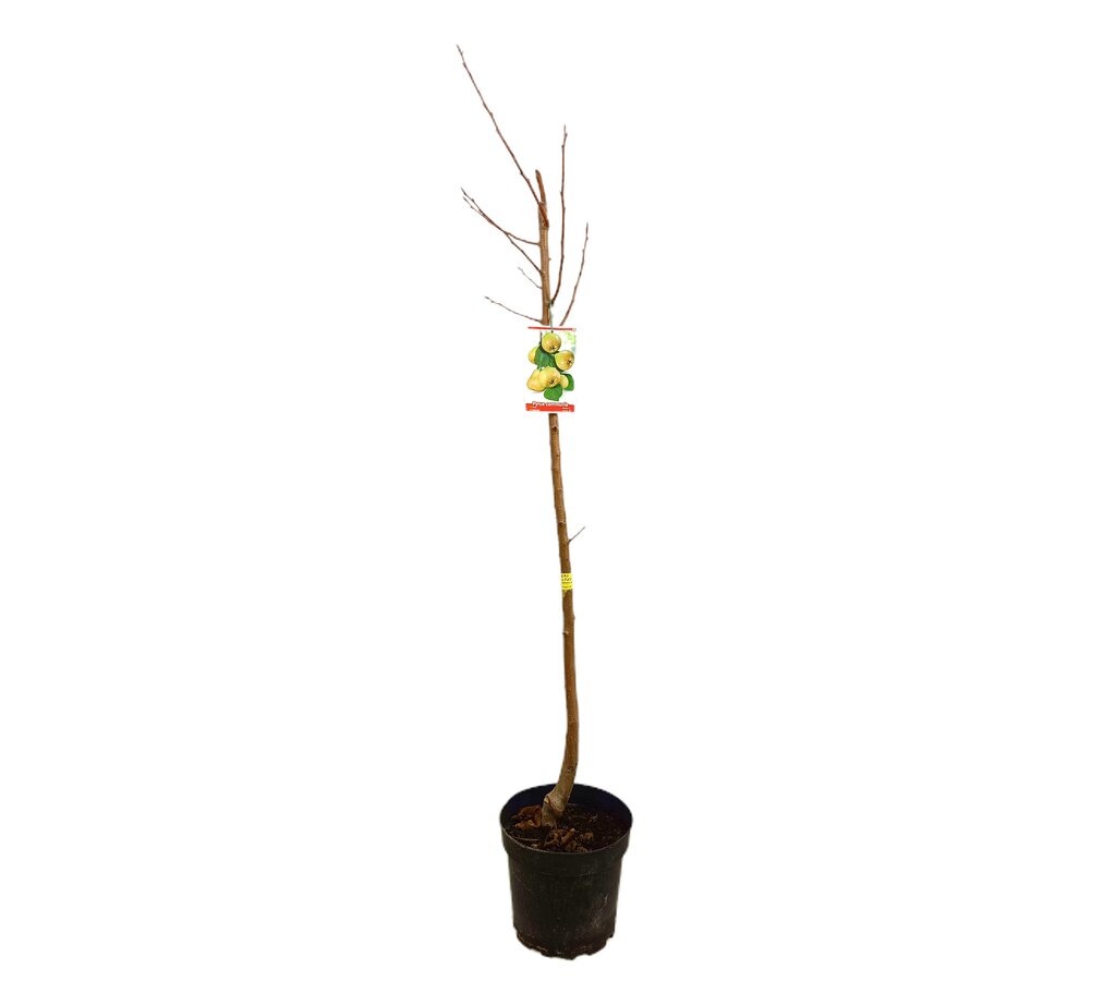 Peral Castell M25 130cm_0