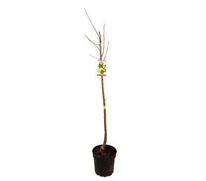 Peral Castell M25 130cm_0